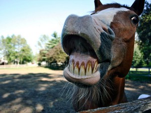 Horse Teeth