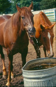Horse Drinking from Stock Tank
