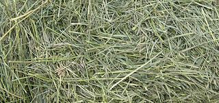 Grass Hay