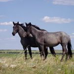 256px-Nokota_Horses