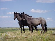 256px-Nokota_Horses
