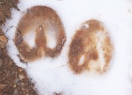 800px-Bare_hooves_prints