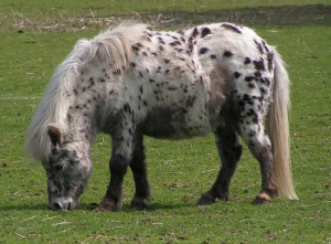 Shetland_pony_dalmatian2