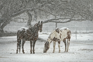 horseblizzard