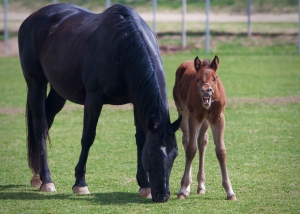 foal-422114_1280