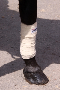 bandage on the leg of horse