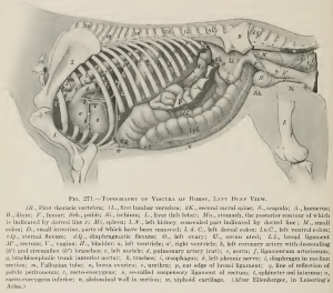 Topography_of_Viscera_of_Horse_Left_Deep_View
