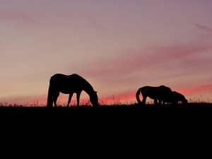 horses-921975_1920