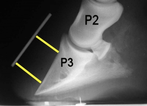 laminitis_radiograph_with_annotation