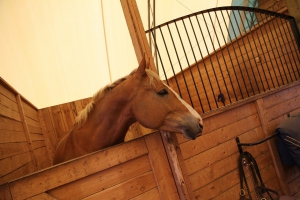 horse-stall