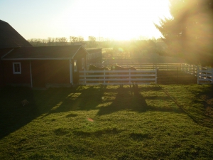 horsebarnsunrise