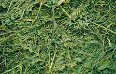 Alfalfa hooi