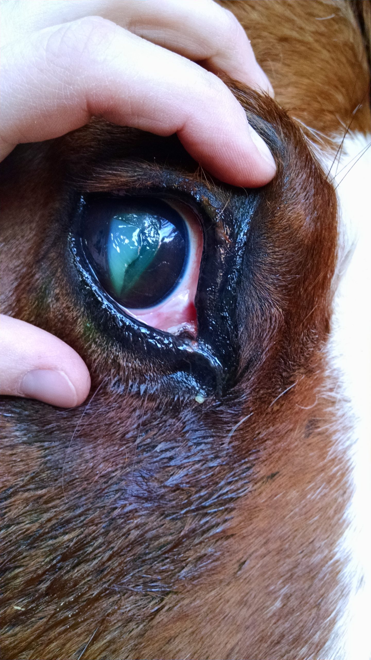 Eye Injuries – What Should You Do?