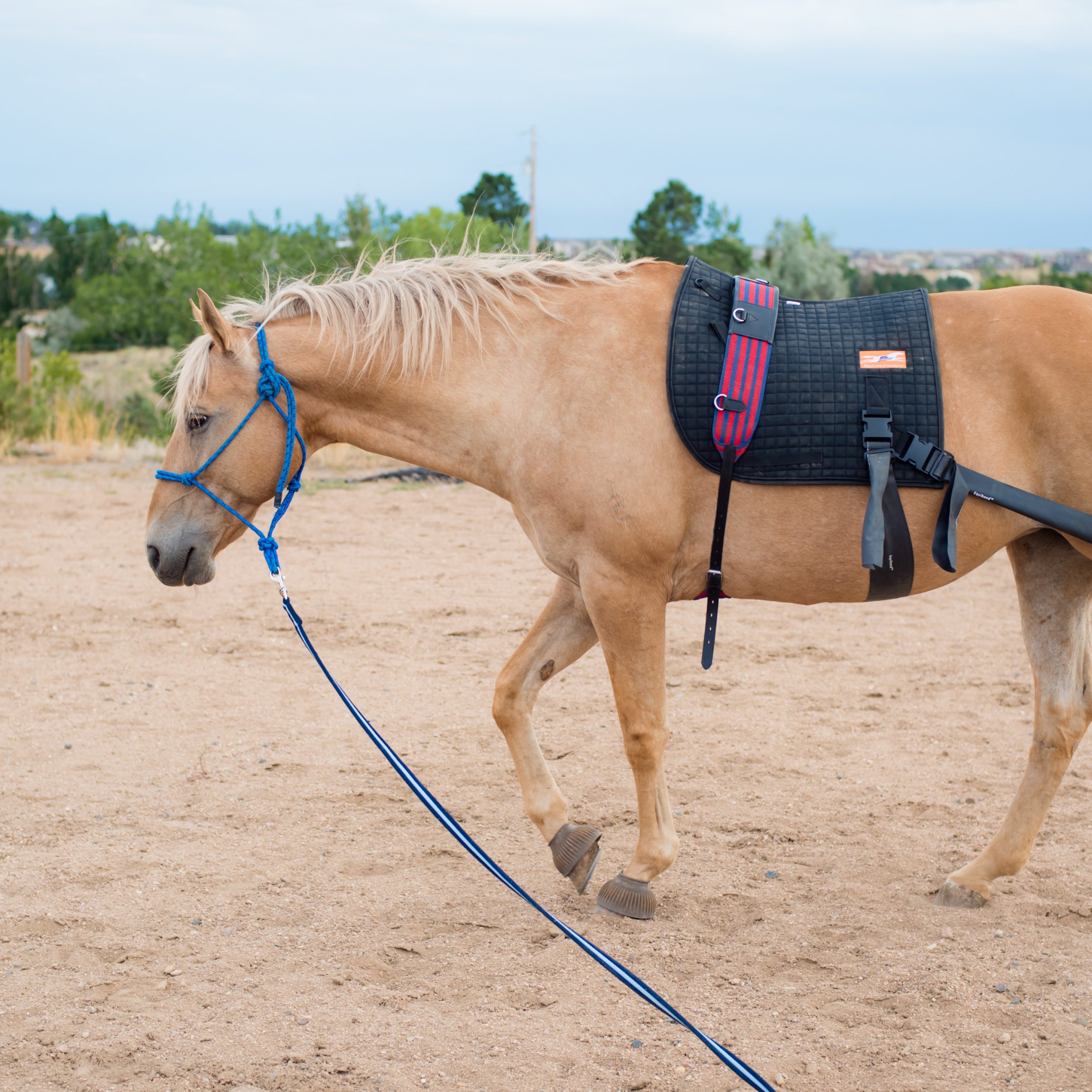 Equine Strengthening Exercises and Pitfalls to Avoid