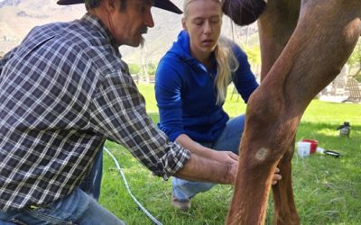 A Day in the Veterinary Life: On Call